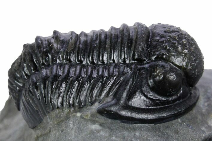 Detailed Gerastos Trilobite Fossil - Morocco #347360